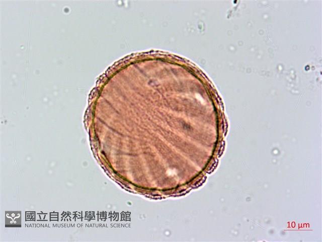 大安水蓑衣藏品圖，第1張