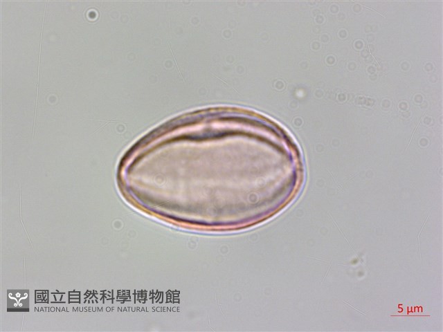水鴨腳藏品圖，第1張