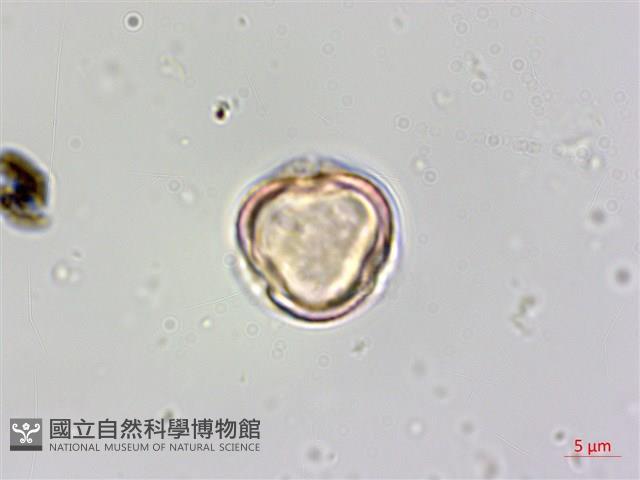 登錄號:Y000011藏品圖，第1張