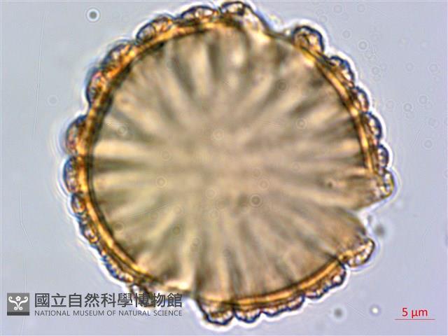 柳葉水蓑衣藏品圖，第1張