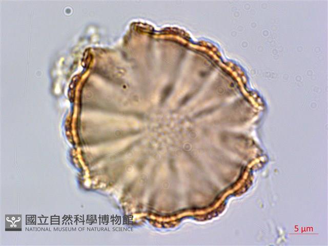 水蓑衣藏品圖，第1張