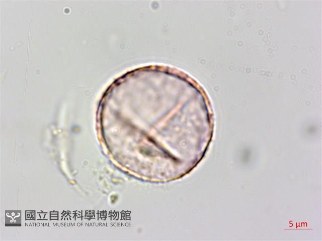 宜蘭菝契、托柄菝契藏品圖，第1張