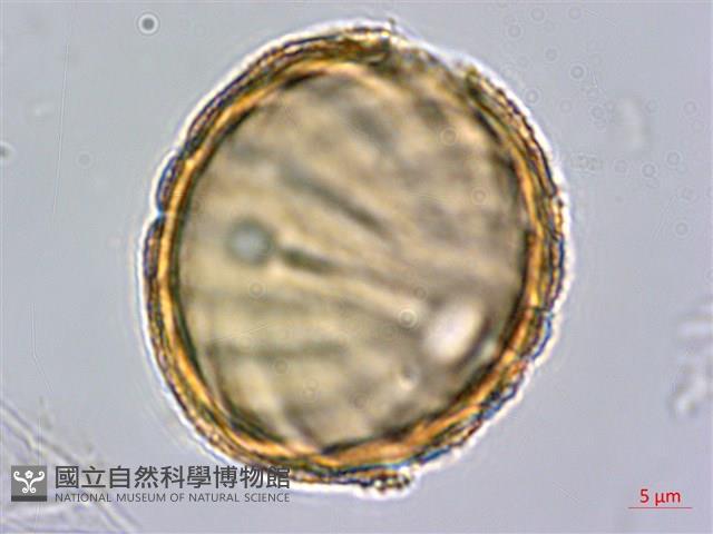 水蓑衣藏品圖，第1張