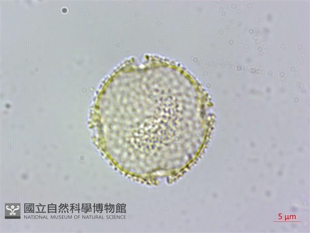 台灣梭羅樹藏品圖，第1張