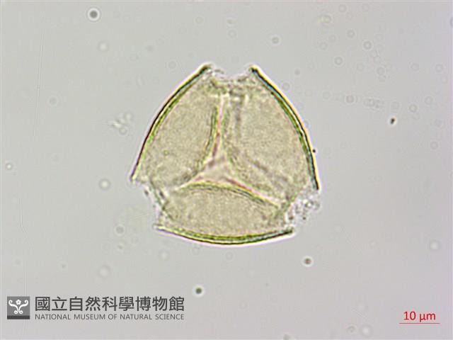 烏皮九芎、奮起湖野茉莉藏品圖，第1張