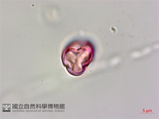 水鴨腳藏品圖，第1張