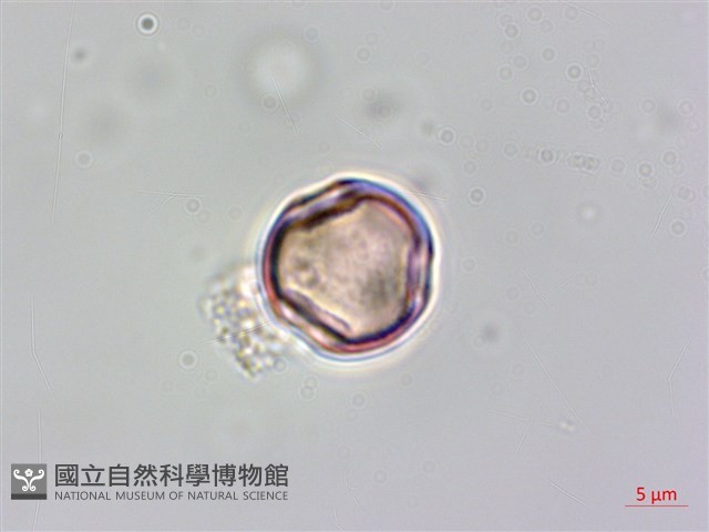 水鴨腳藏品圖，第1張