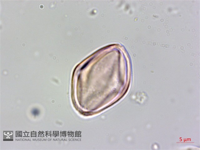 水鴨腳藏品圖，第5張