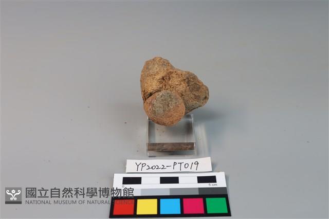 碗/淺盤型陶蓋藏品圖，第3張