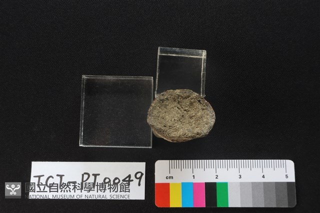 陶蓋鈕藏品圖，第3張
