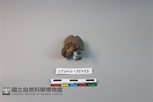 陶鈕藏品圖，第3張