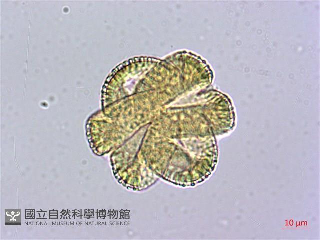 三角葉西番蓮藏品圖，第3張