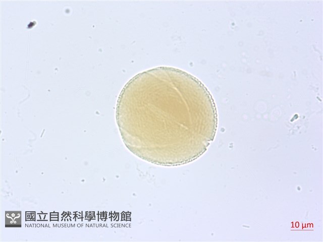 漢氏山葡萄藏品圖，第3張