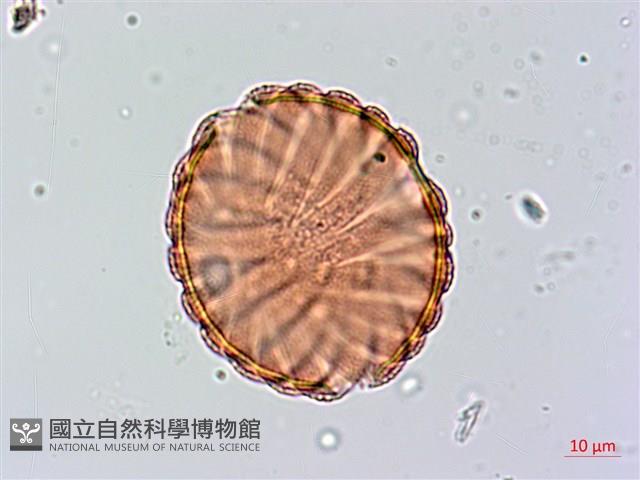 大安水蓑衣藏品圖，第3張