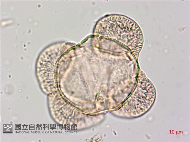 臺灣二葉松藏品圖，第3張