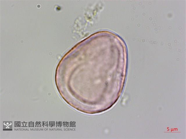 水鴨腳藏品圖，第3張