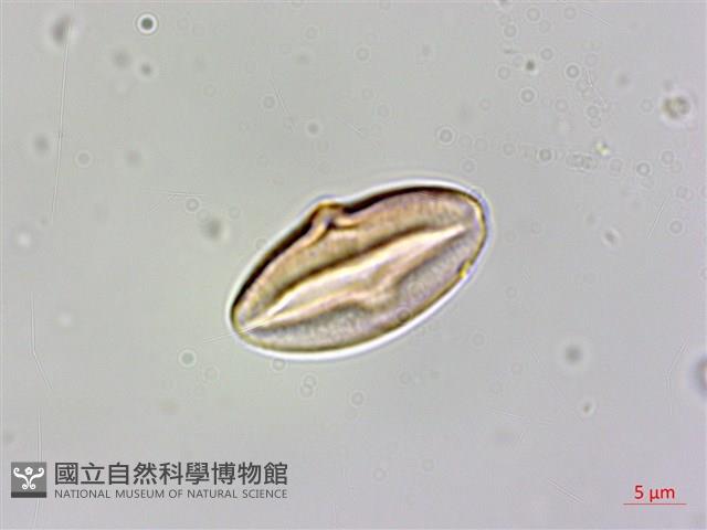 登錄號:Y000011藏品圖，第3張