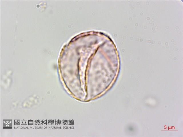 宜蘭菝契、托柄菝契藏品圖，第3張