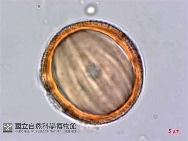 水蓑衣藏品圖，第3張