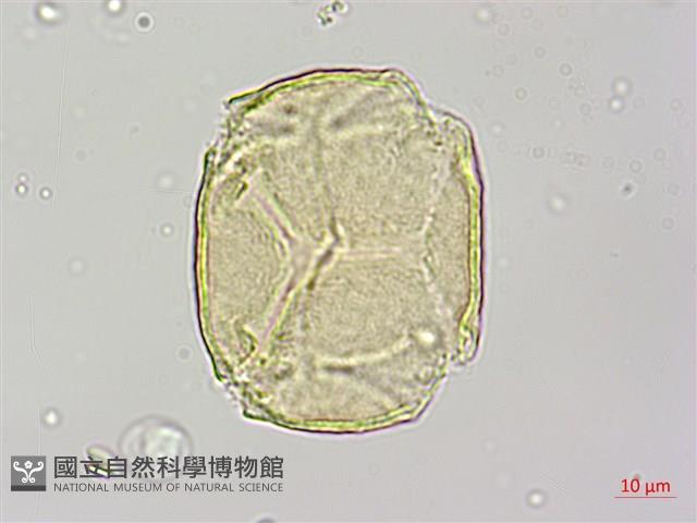 烏皮九芎、奮起湖野茉莉藏品圖，第3張