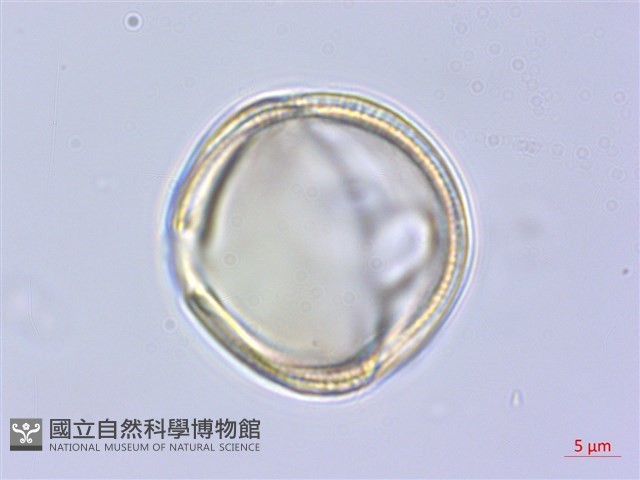 青楓藏品圖，第3張