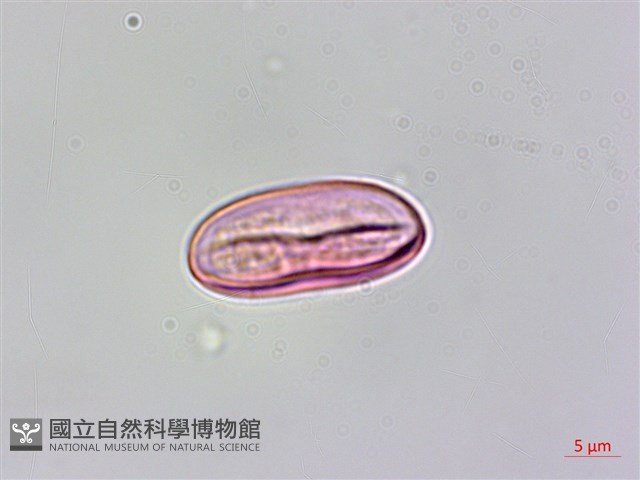 水鴨腳藏品圖，第3張