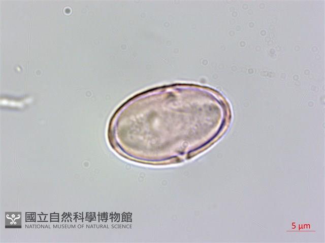 水鴨腳藏品圖，第3張