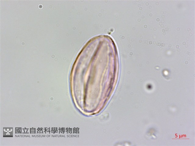 水鴨腳藏品圖，第6張