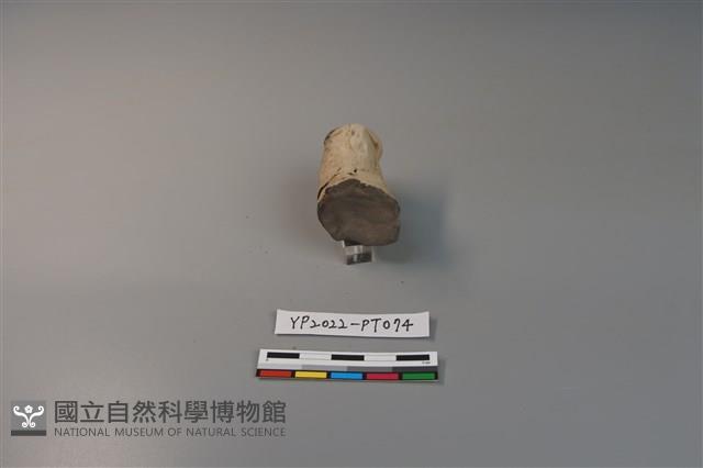 陶鈕藏品圖，第4張