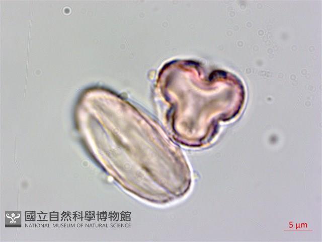 水鴨腳藏品圖，第4張