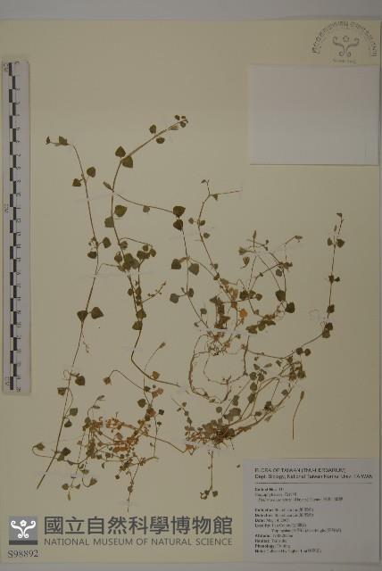 阿里山繁縷藏品圖，第1張