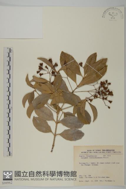 交趾衛矛藏品圖，第1張