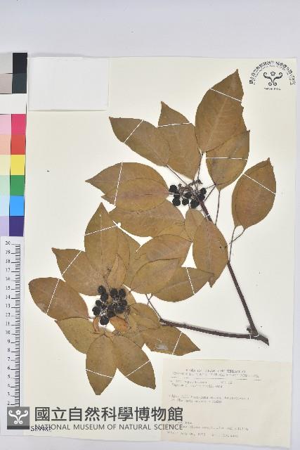 白臼藏品圖，第1張