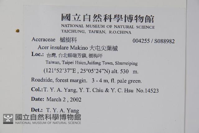 大屯尖葉槭, 川上氏槭藏品圖，第5張