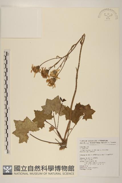 臺灣山菊藏品圖，第1張