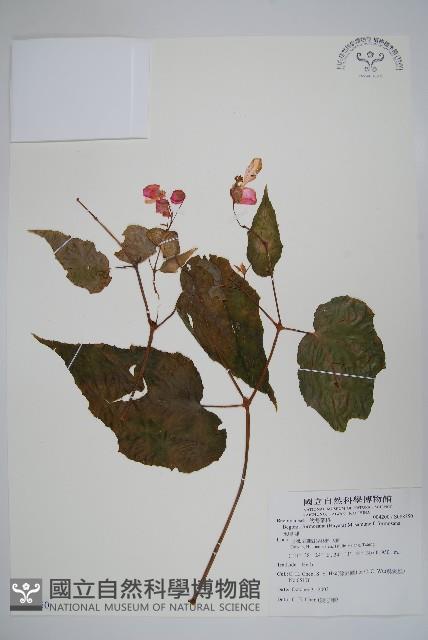 水鴨腳藏品圖，第1張