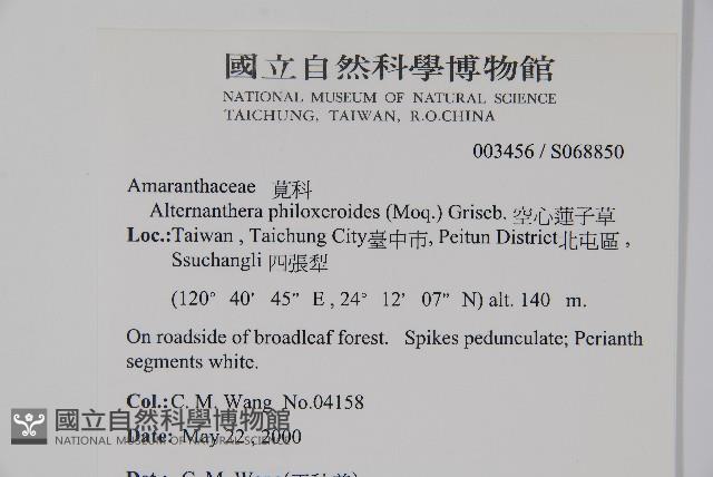 空心蓮子草藏品圖，第2張