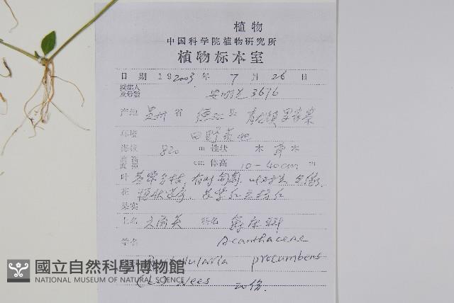 爵床、六角英藏品圖，第2張