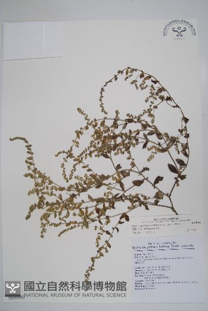 細纍子草藏品圖，第1張