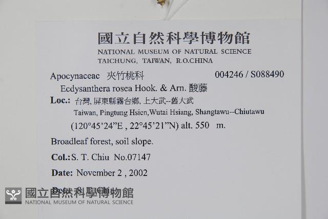 酸藤藏品圖，第2張