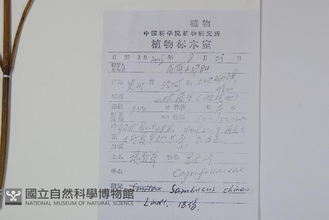 冇骨消藏品圖，第2張