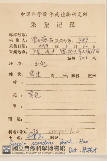 蔓黃菀藏品圖，第2張