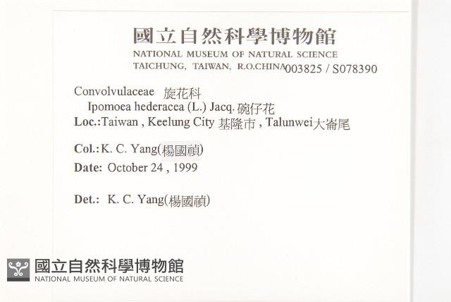 碗仔花藏品圖，第2張