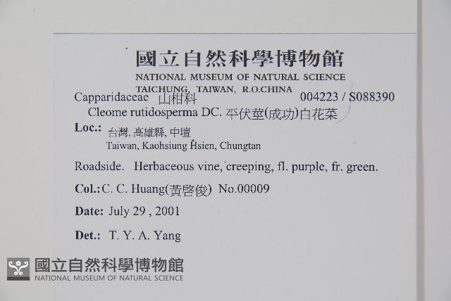 平伏莖白花菜、成功白花菜藏品圖，第2張