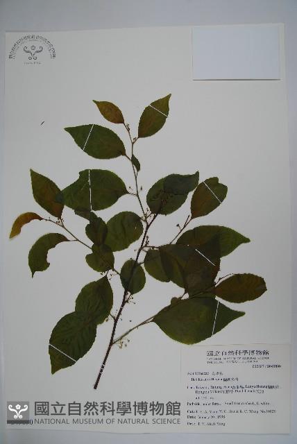 草野氏冬青藏品圖，第1張