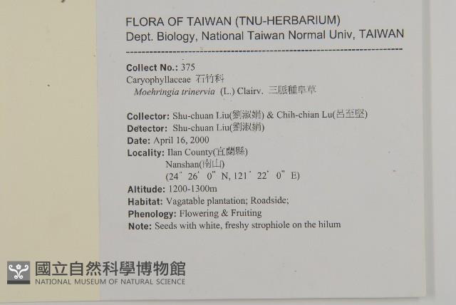 三脈種阜草藏品圖，第2張