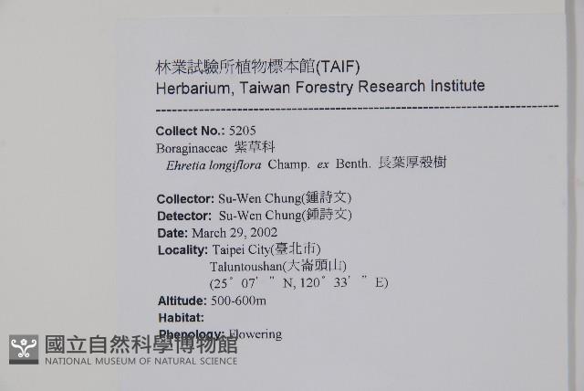 長花厚殼樹藏品圖，第2張