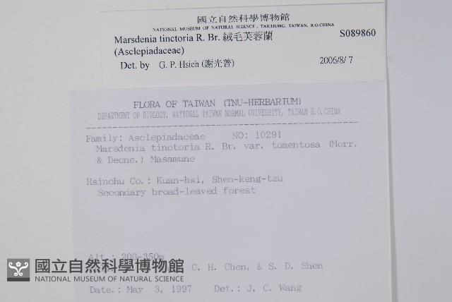 絨毛芙蓉蘭藏品圖，第2張