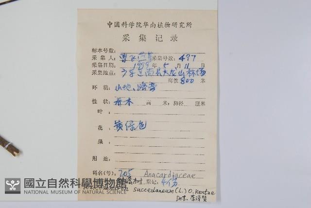 野漆、木臘樹藏品圖，第2張