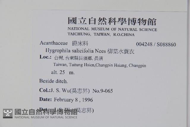 柳葉水蓑衣藏品圖，第2張